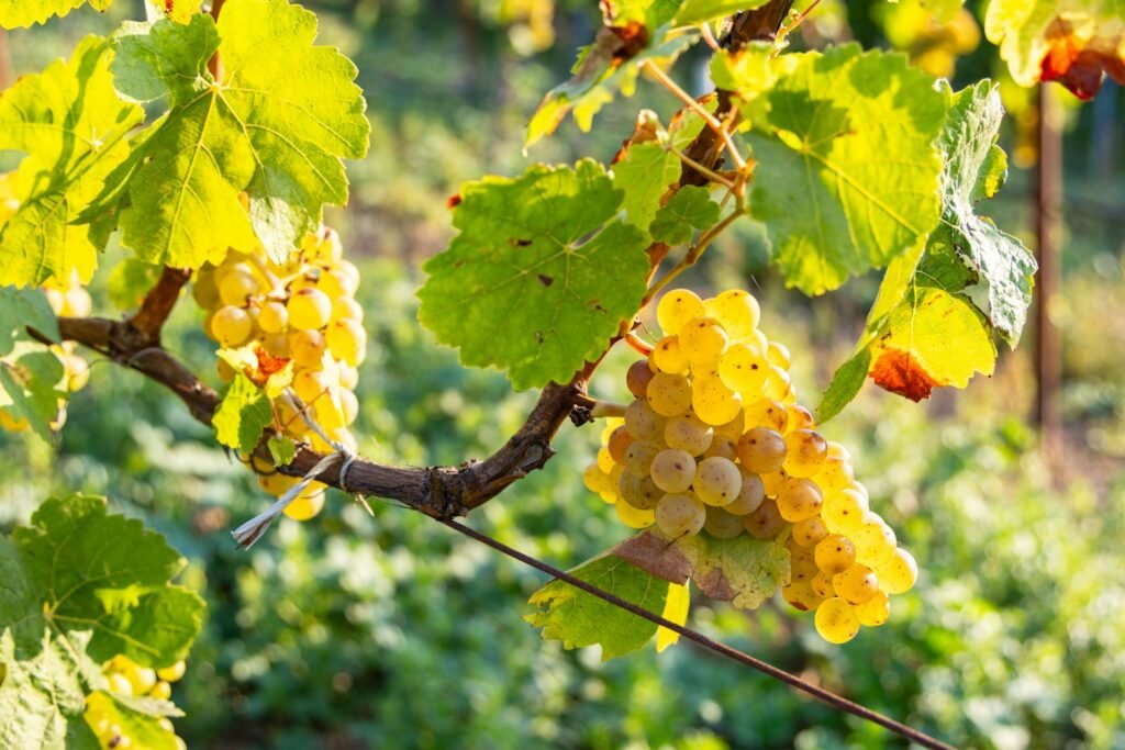A bunch of grapes hanging from a vine